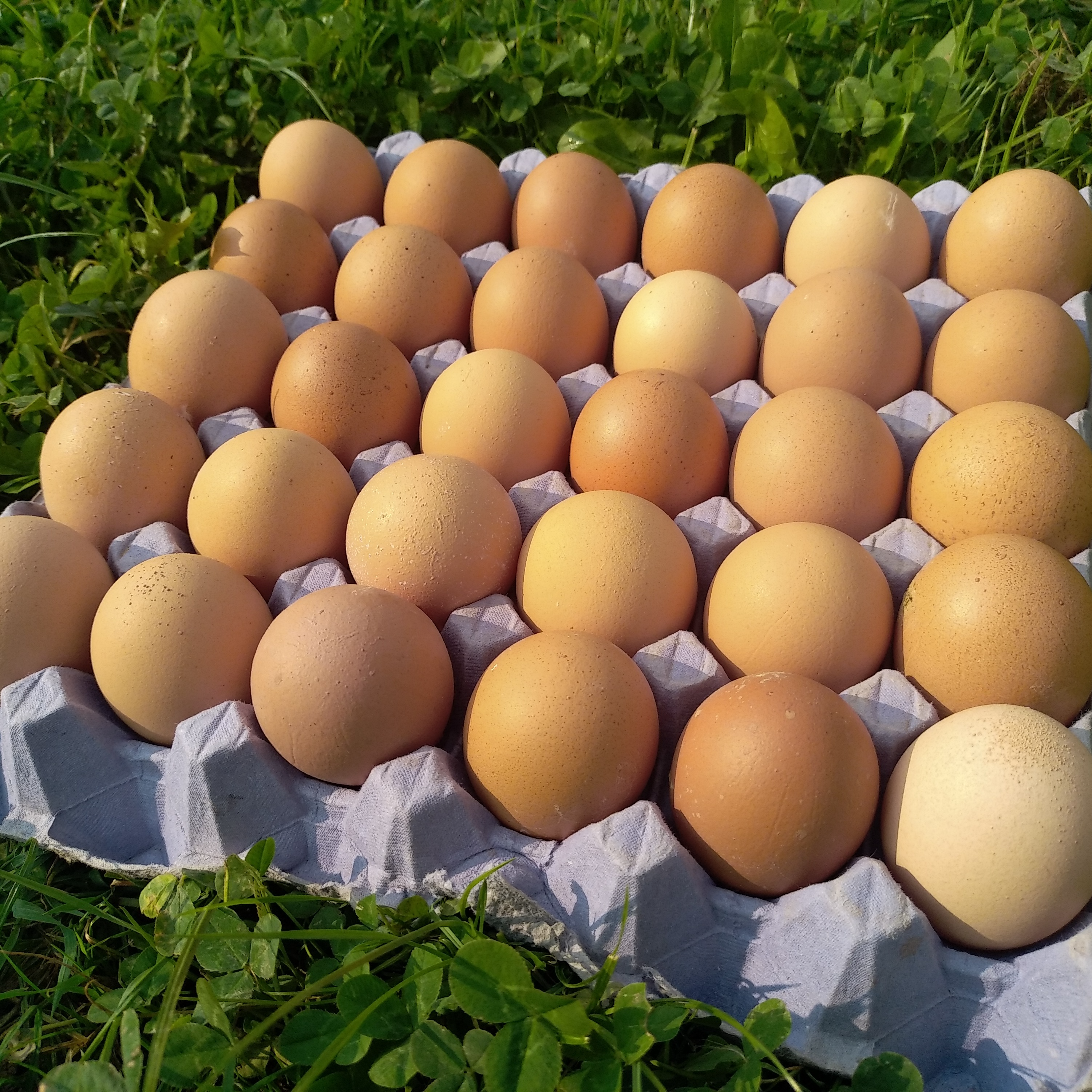 Oeufs - plateau de 30