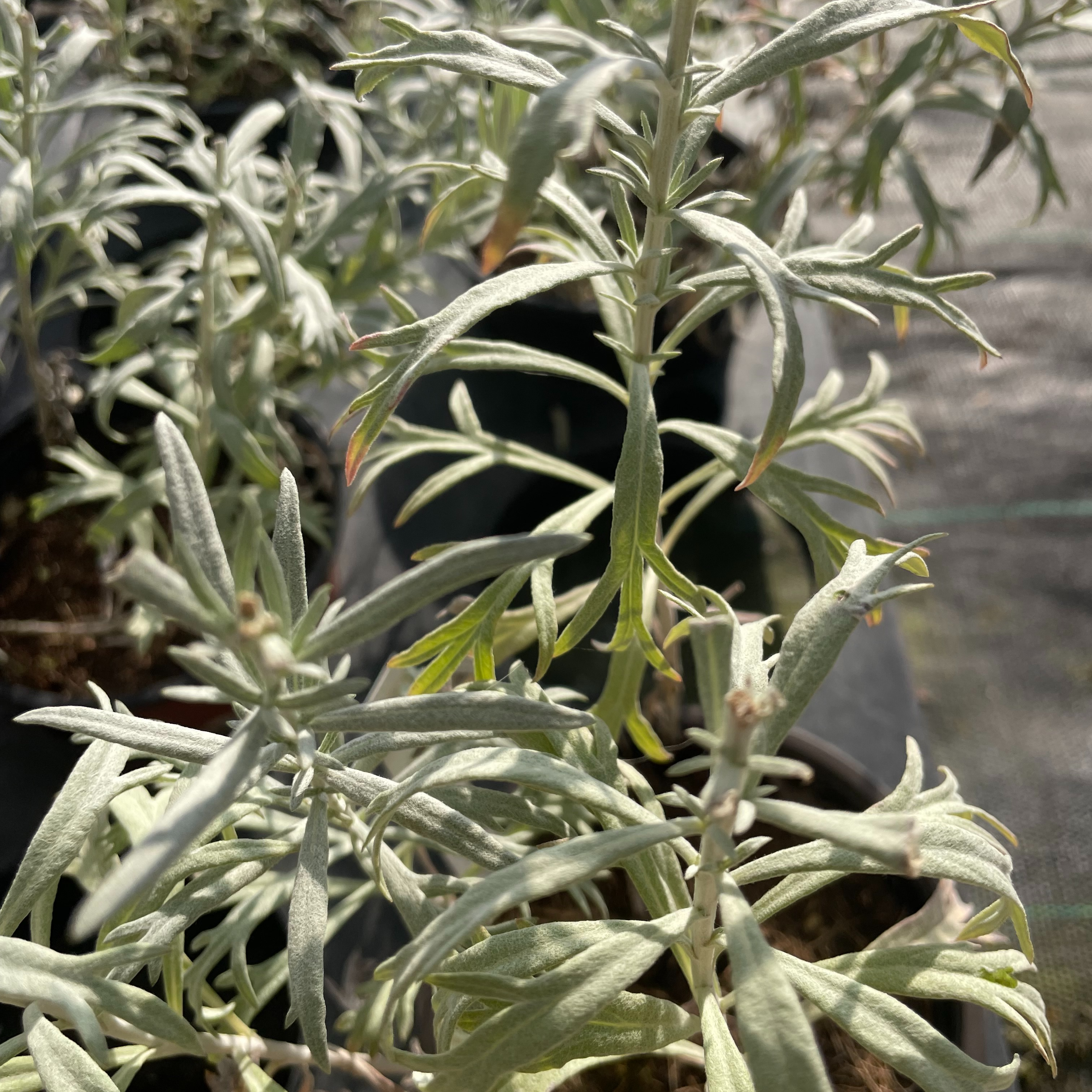 Artemisia ludoviciana 'Silver Queen'