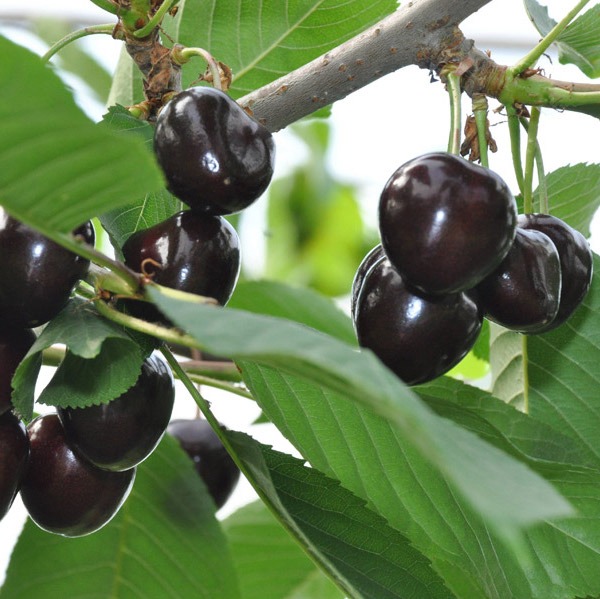Cerisier 'Noire de Meched' / Ste Lucie Racines nues / Inf à 1m