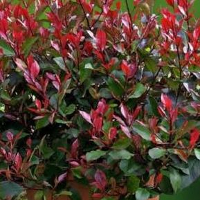Photinia nain "Little Red Robin"