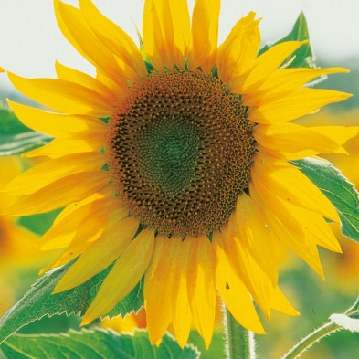 Tournesol en pot 10,5 cm