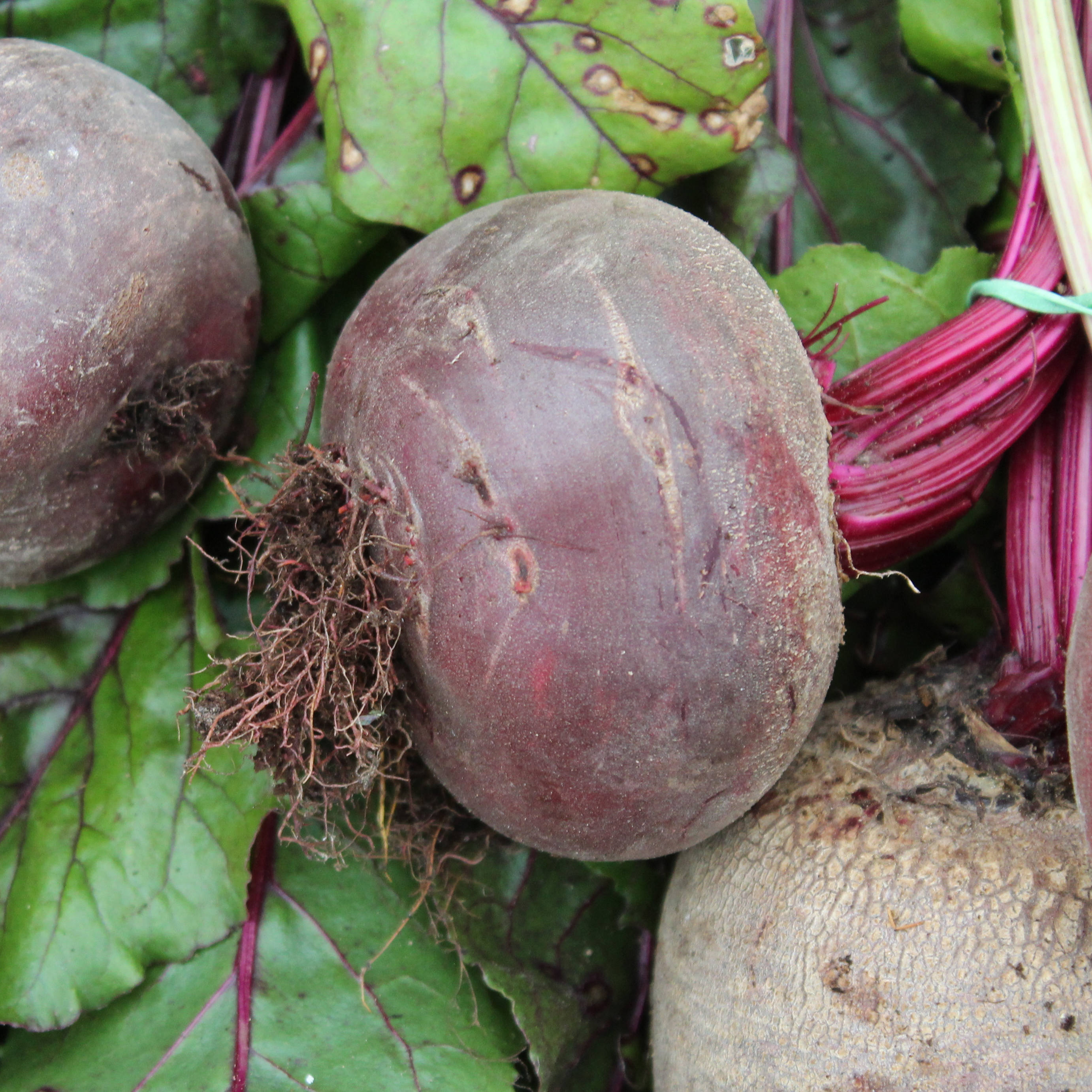 Betterave - botte