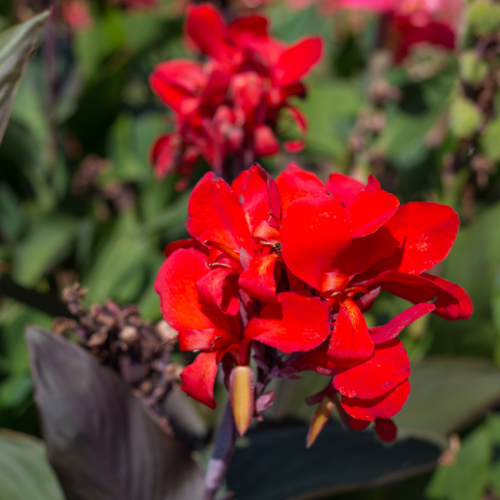 CANNA ‘FEU MAGIQUE’ Bio