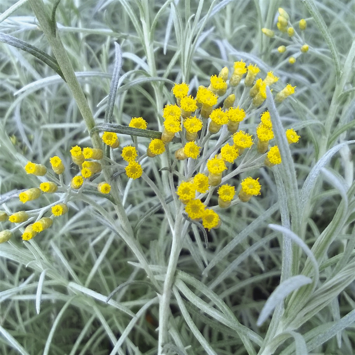 IMMORTELLE  OU HELICHRYSE