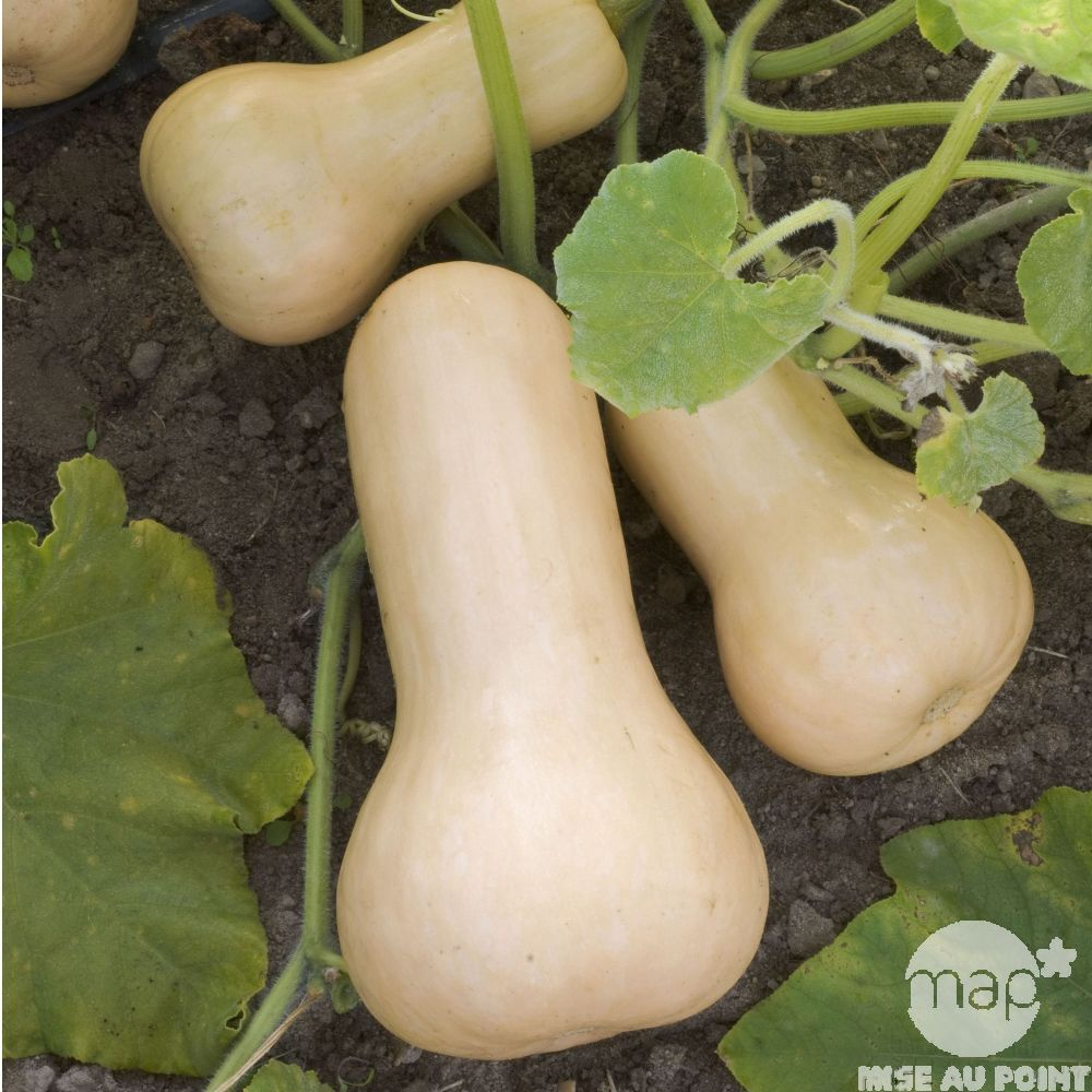 BUTTERNUT