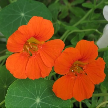 Capucine grimpante en pot 13 cm