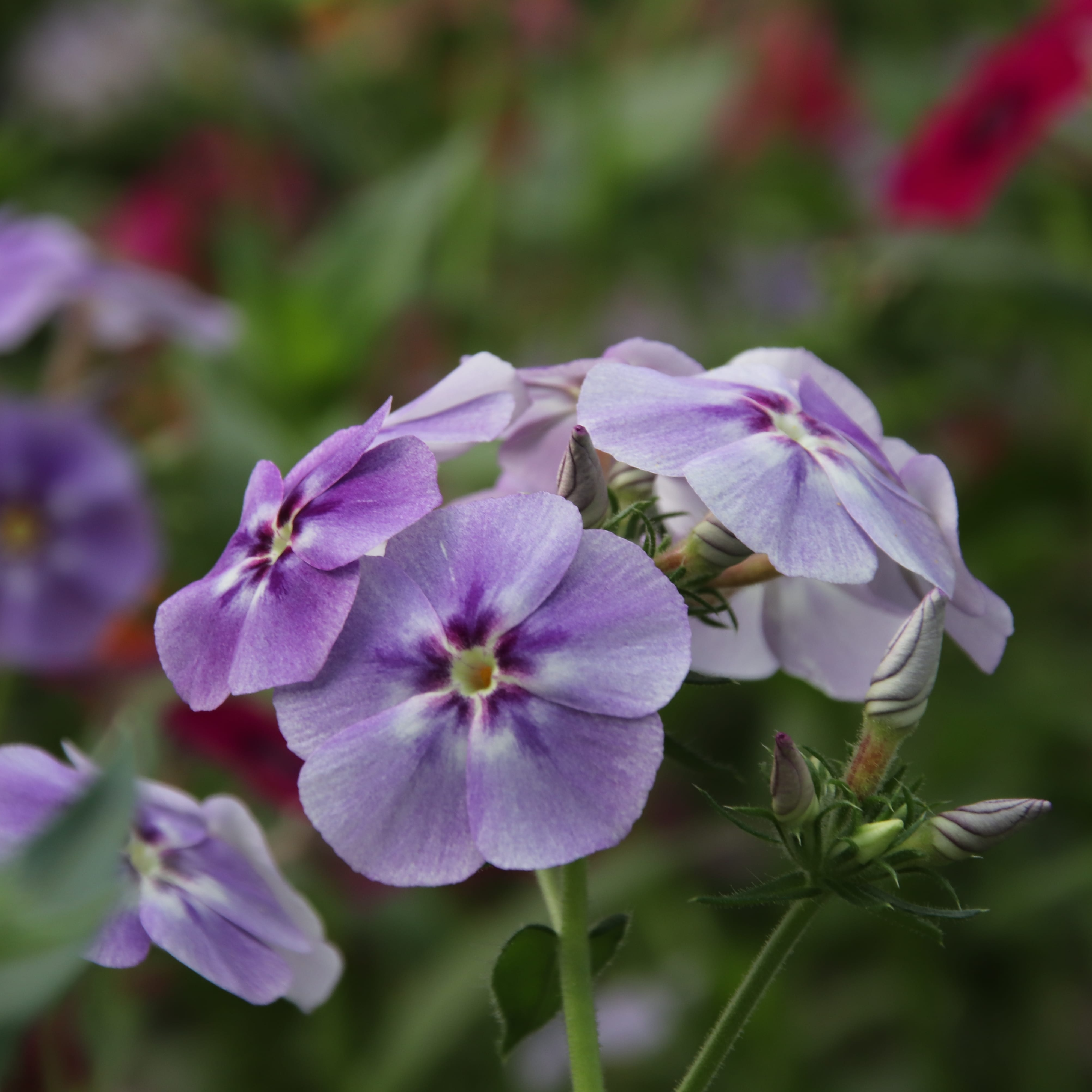 Phlox
