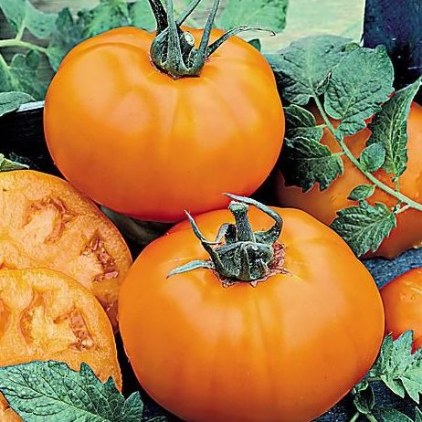 Plant Tomate Caro rich bio