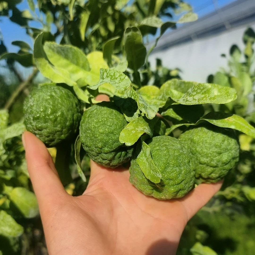 Combava fruit - Pièce - 30g