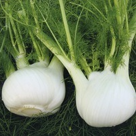 Fenouil