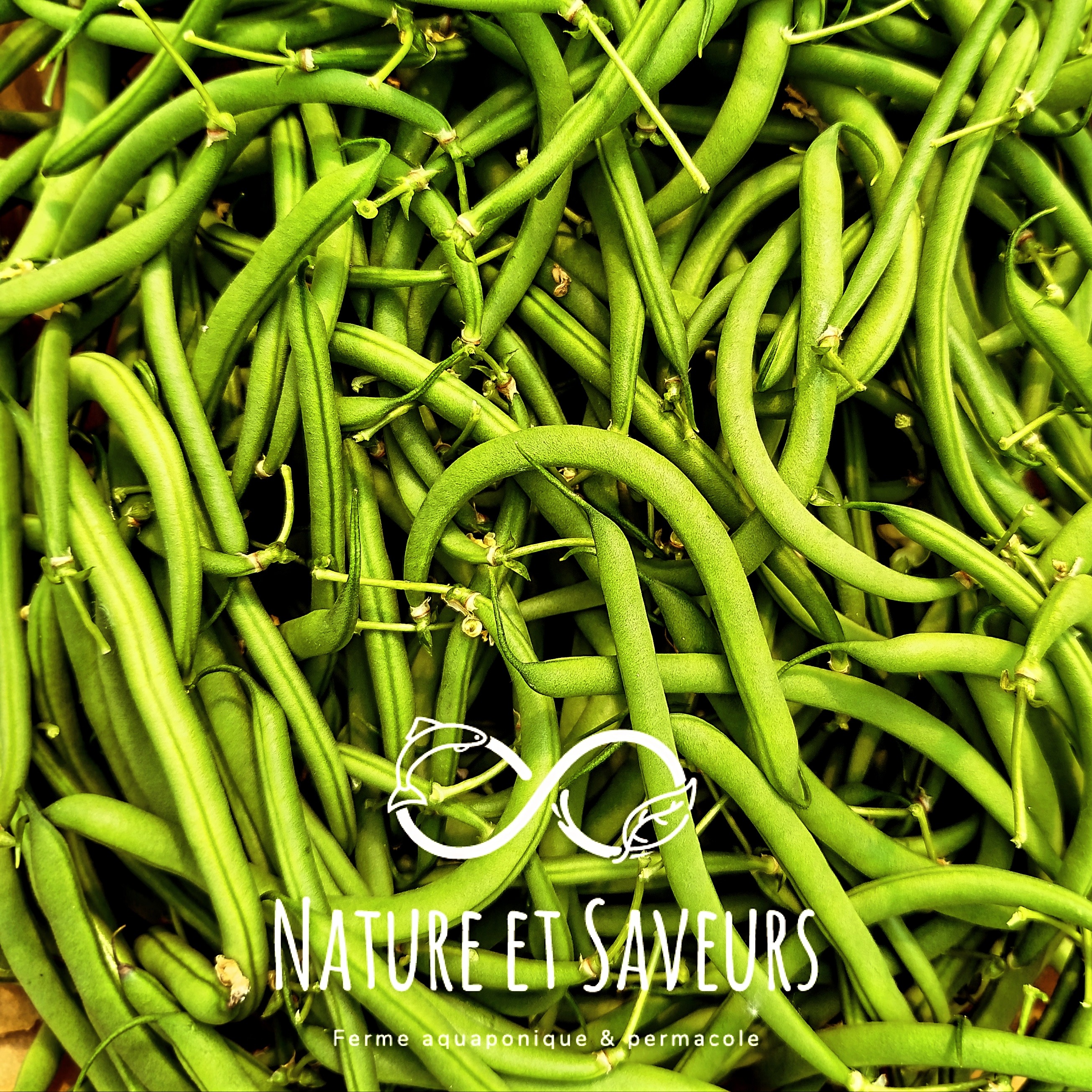 Haricots verts – fraîcheur, croquant et finesse - 500g