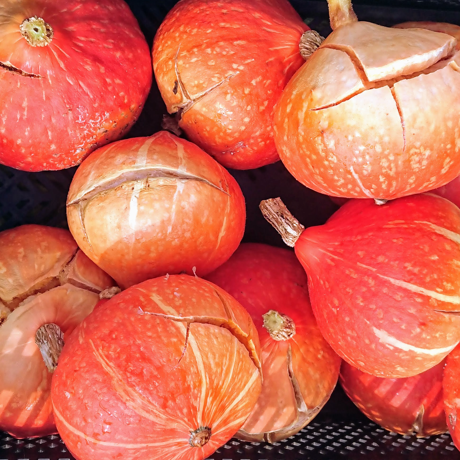 Courge Potimarron - éclaté - 1kg