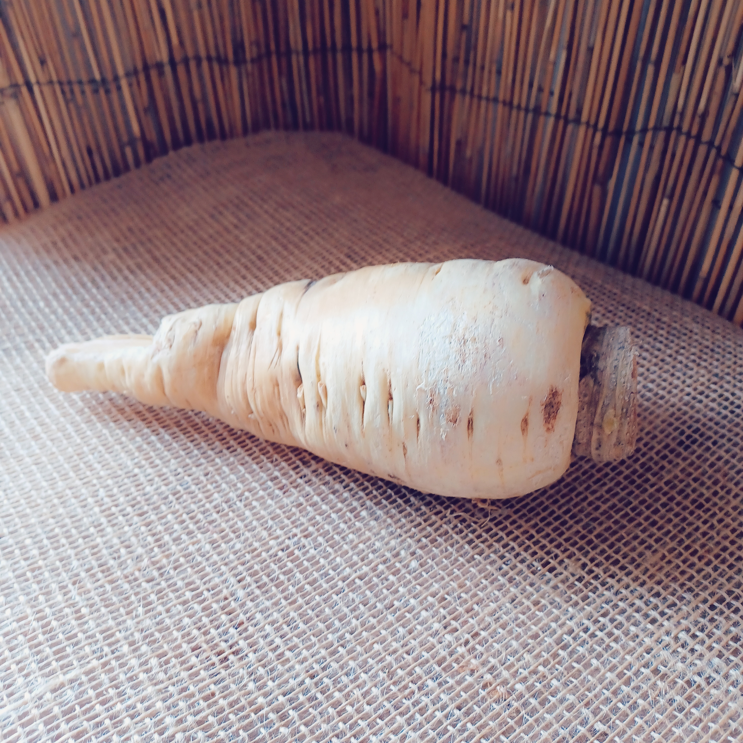 Panais - CHAMP DES PAPILLES