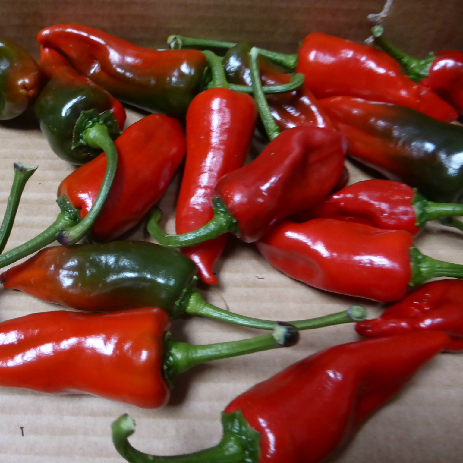 Piment Gorria (type Espelette) en godet 8 cm