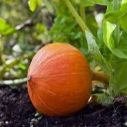 Plant de potimarron