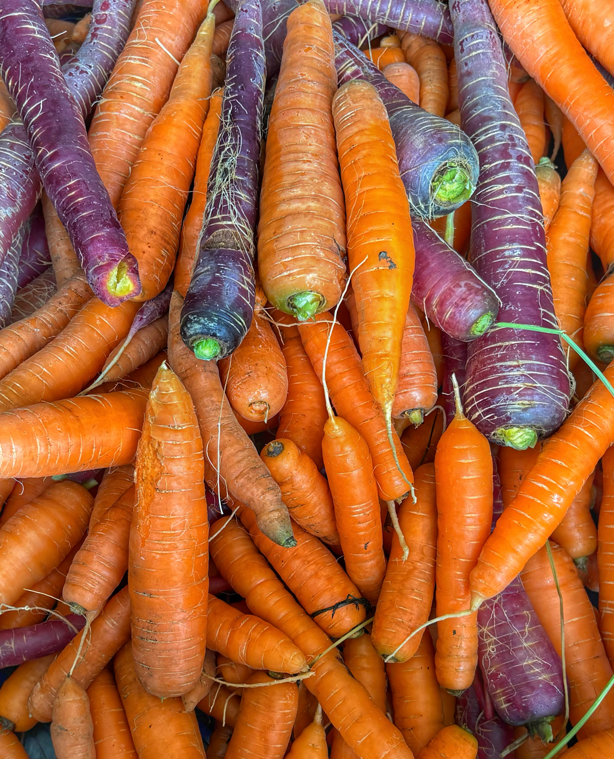 Carottes Conservation