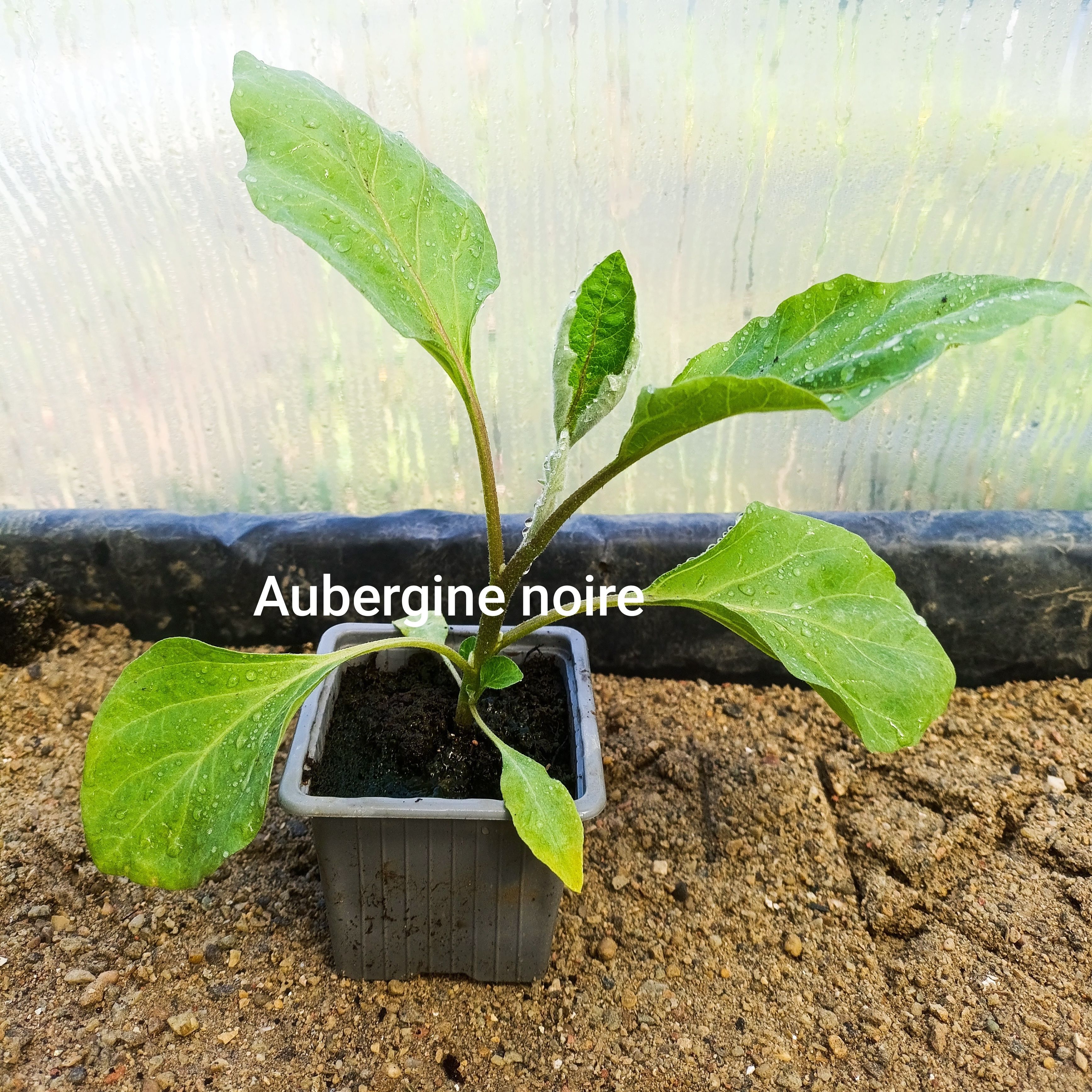 Plant légume - aubergine noire