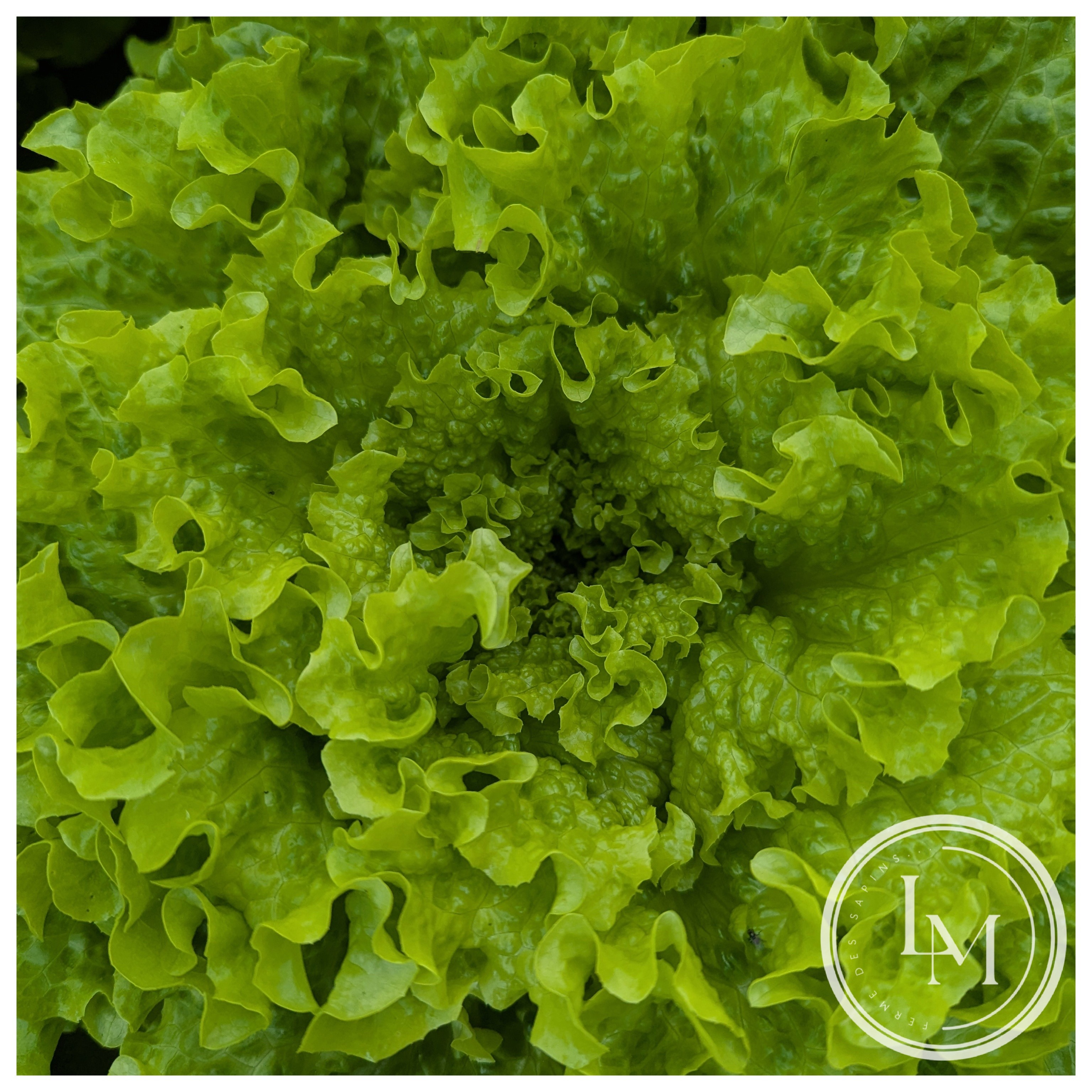 Salade - batavia verte (pièce)