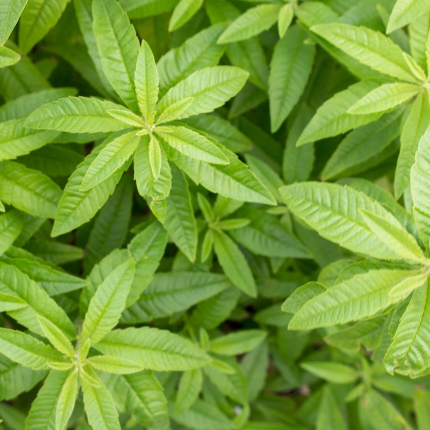 Verveine citronnelle, feuilles • Plante simple - 30g