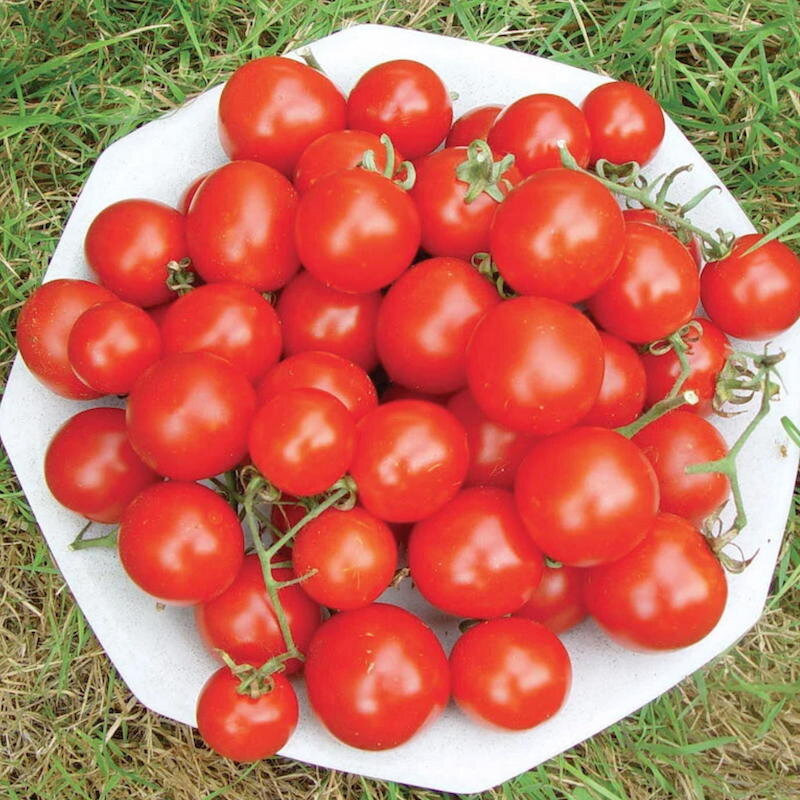 Plant de tomate cerise Rouge Washington cherry