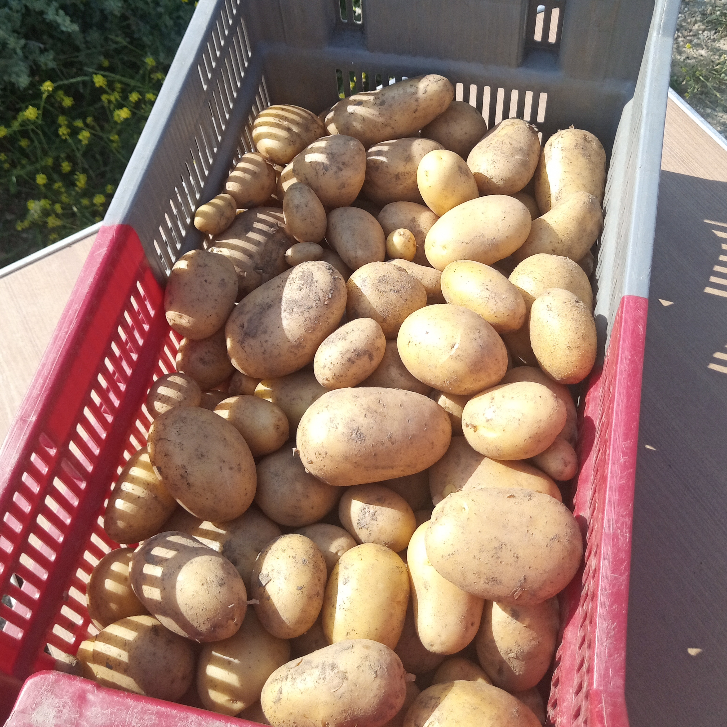 Pommes de terre Nouvelles / 2 kg