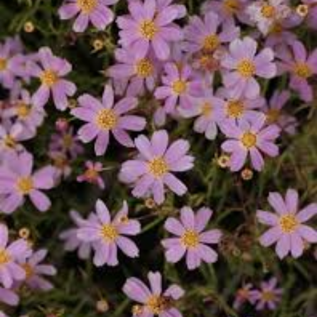 Coreopis rosea ‘Nana’