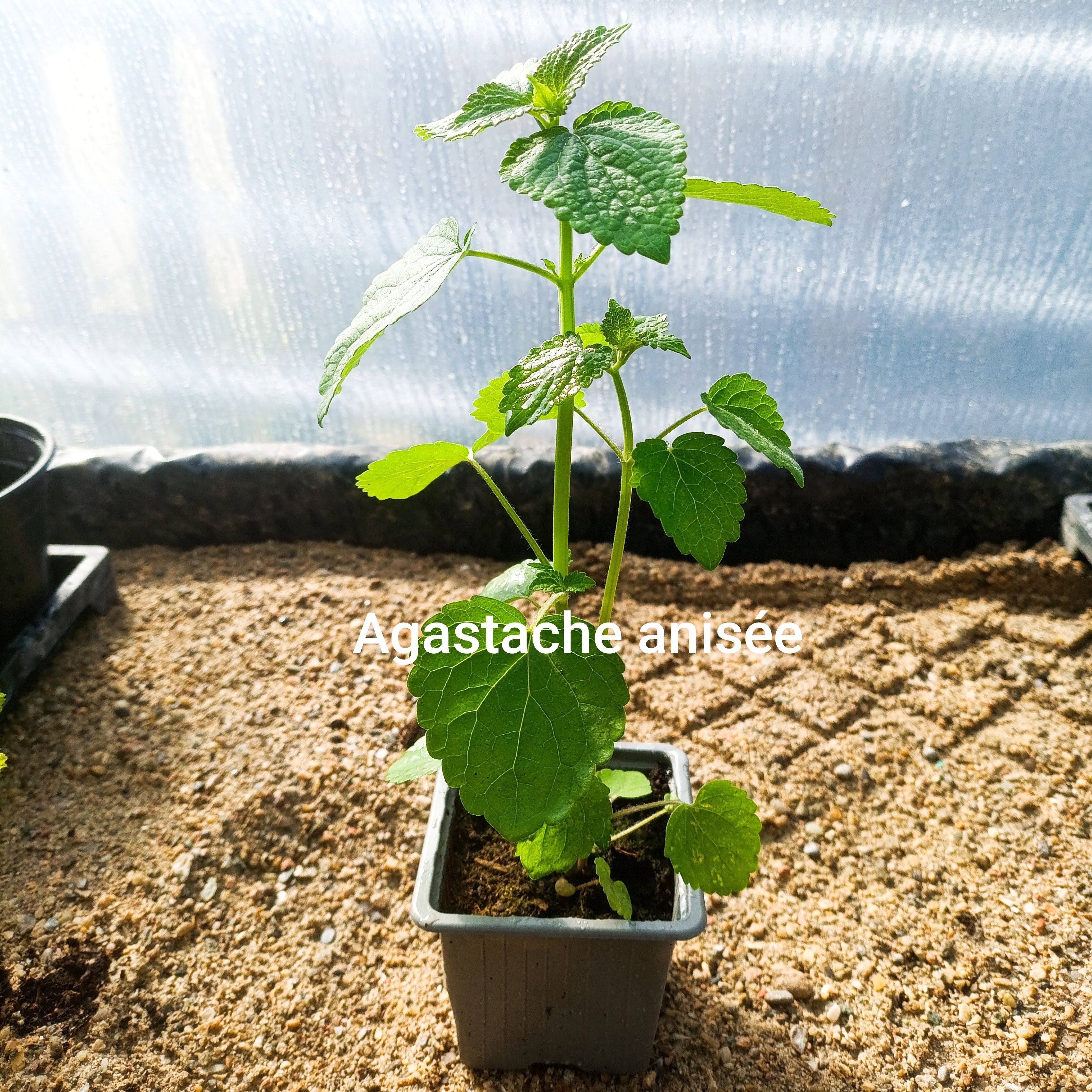 Plant aromatique - agastache anisée