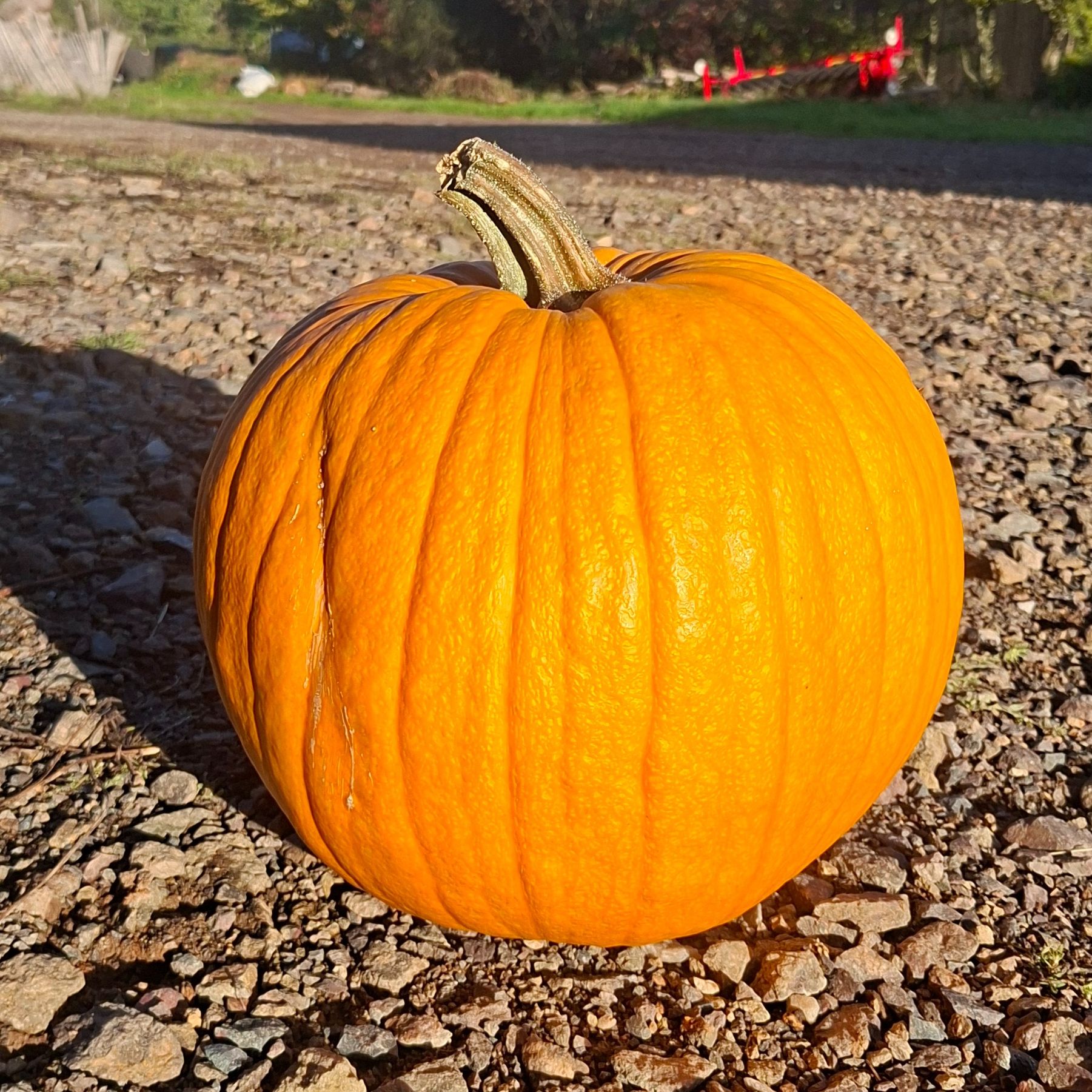Courge Halloween