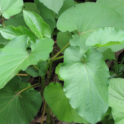 Poivre sacré du Mexique Pot3L