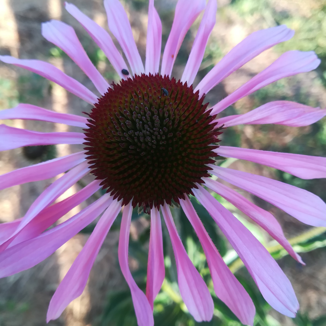 Echinacea ‘Amour’