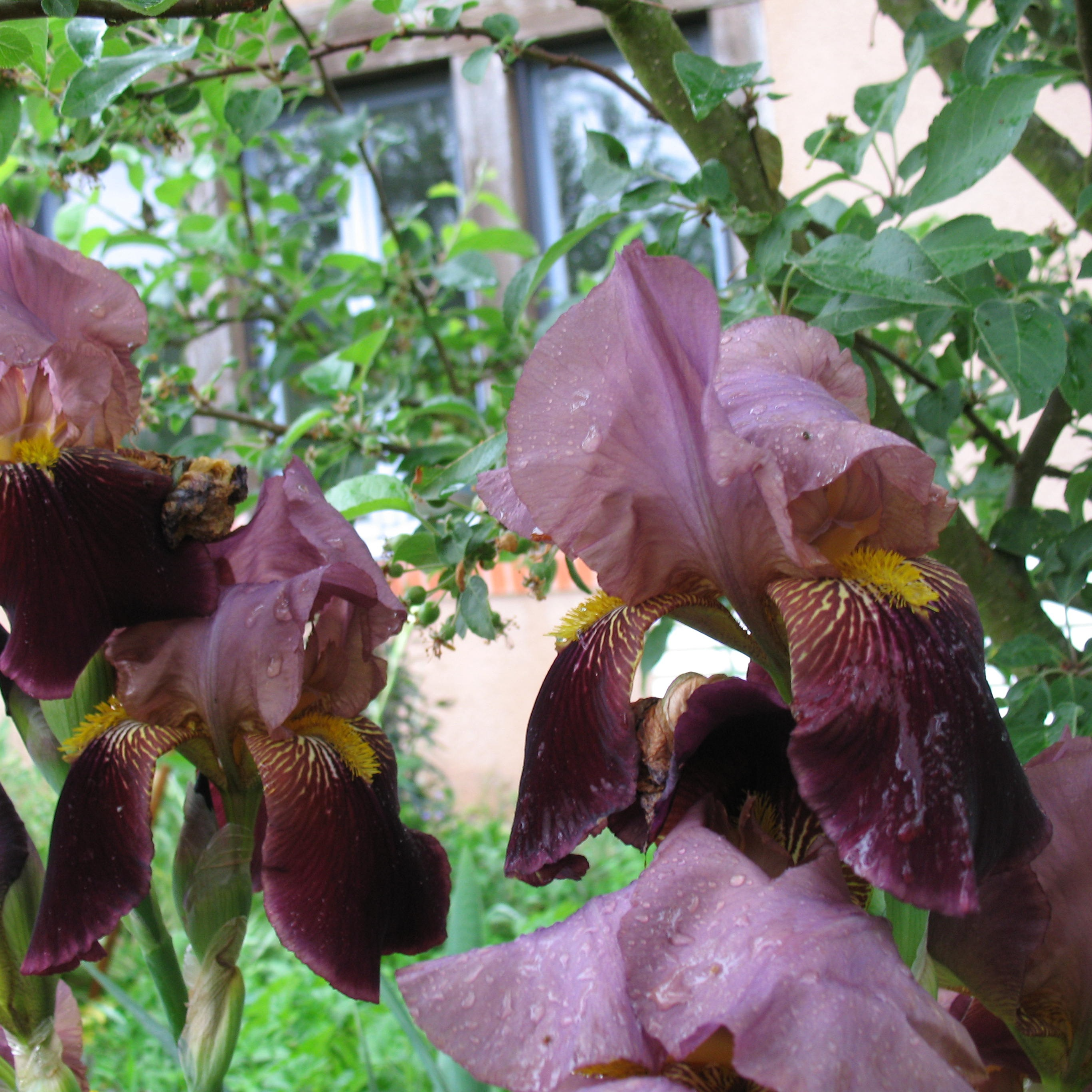 Iris germanica 'Wine And Roses'