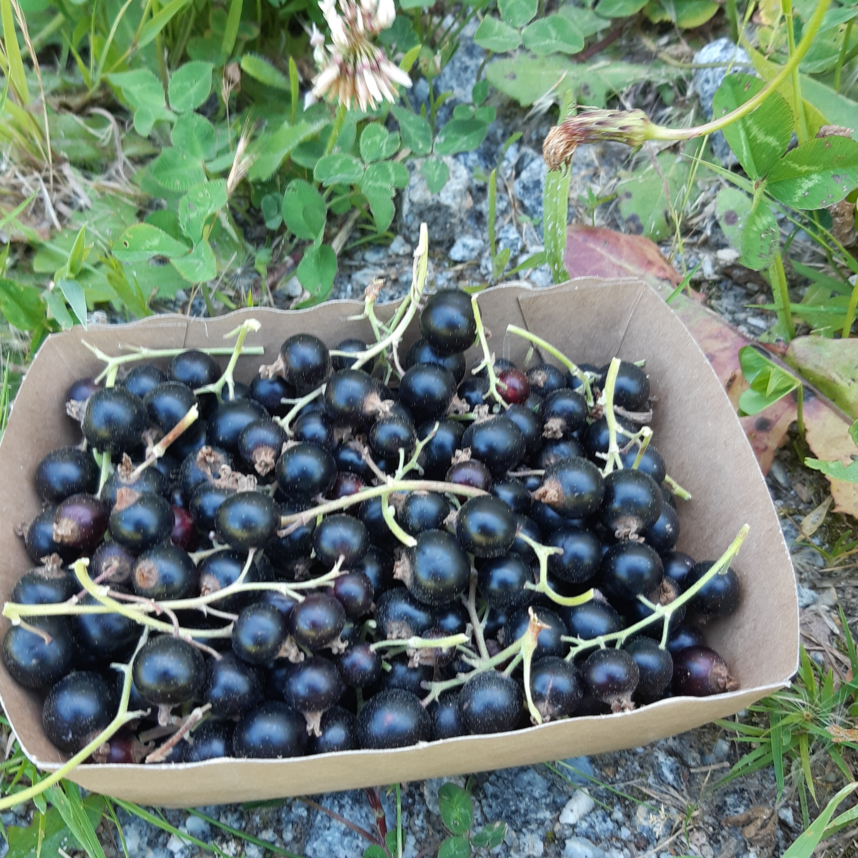 Barquette De Cassis - 0,25kg