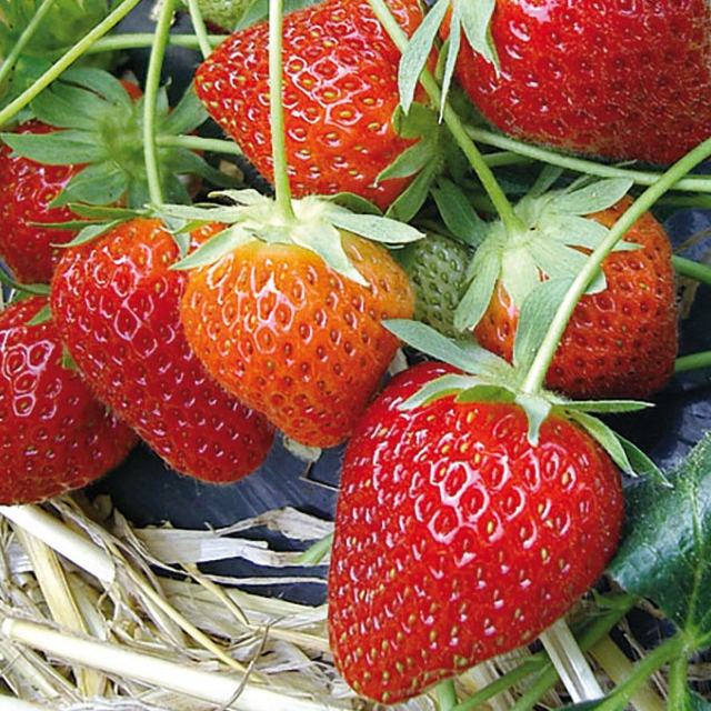 Plant Fraisier remontant Charlotte - 220g