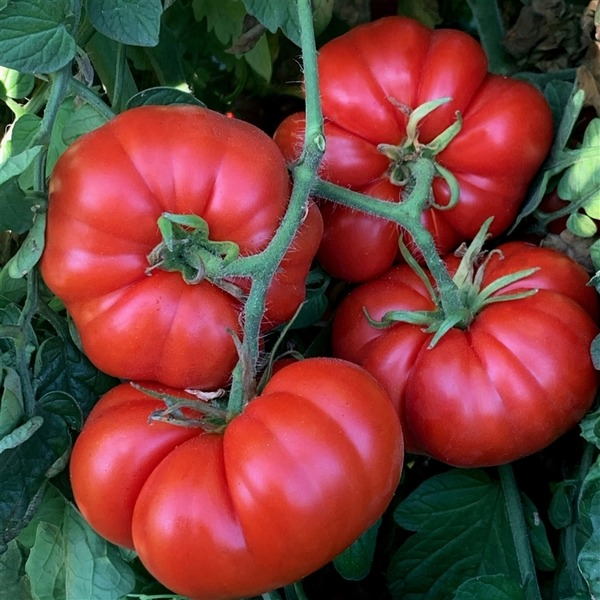 Tomate ancienne - Marmande - 1 plant