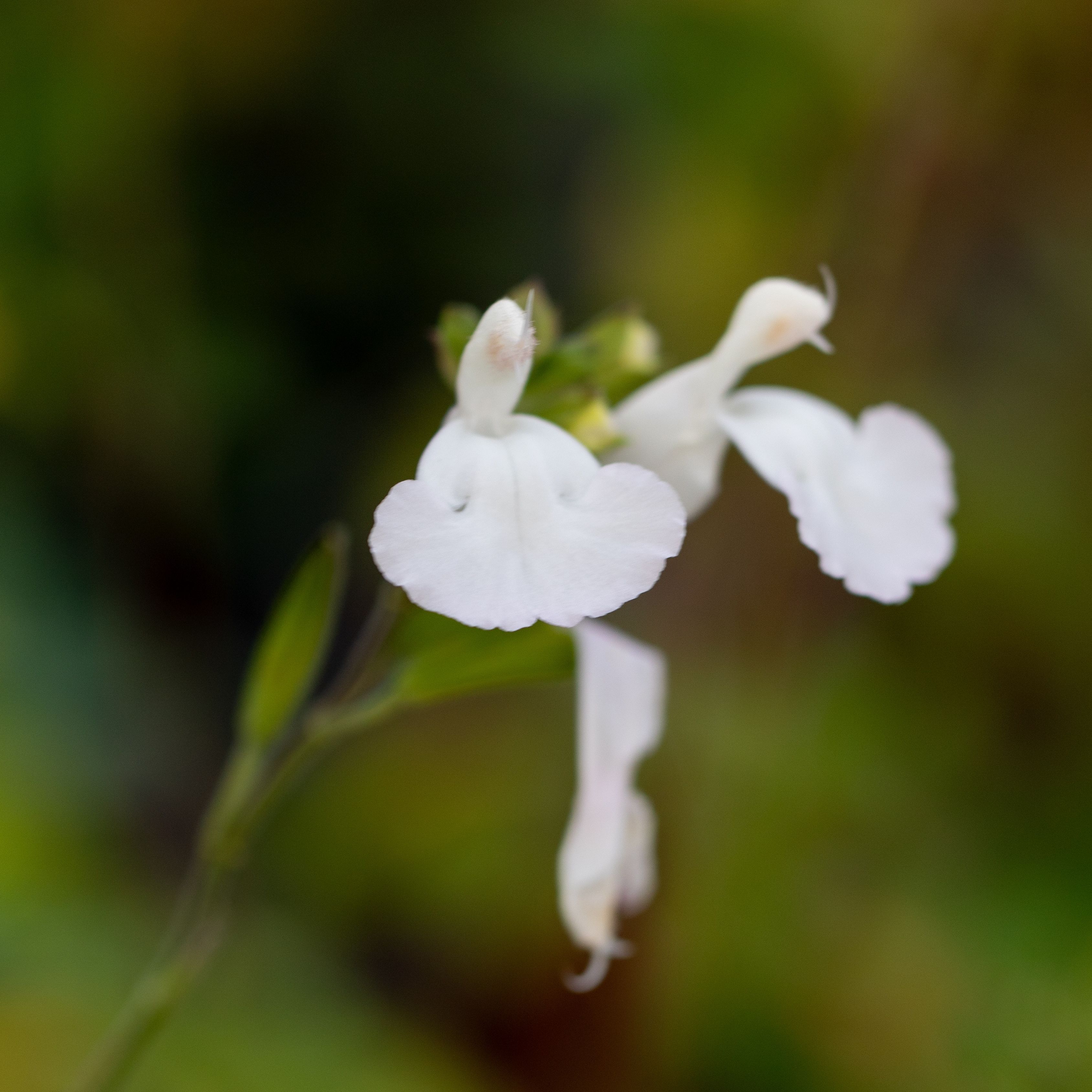 Salvia microphylla 'Gletsjer'