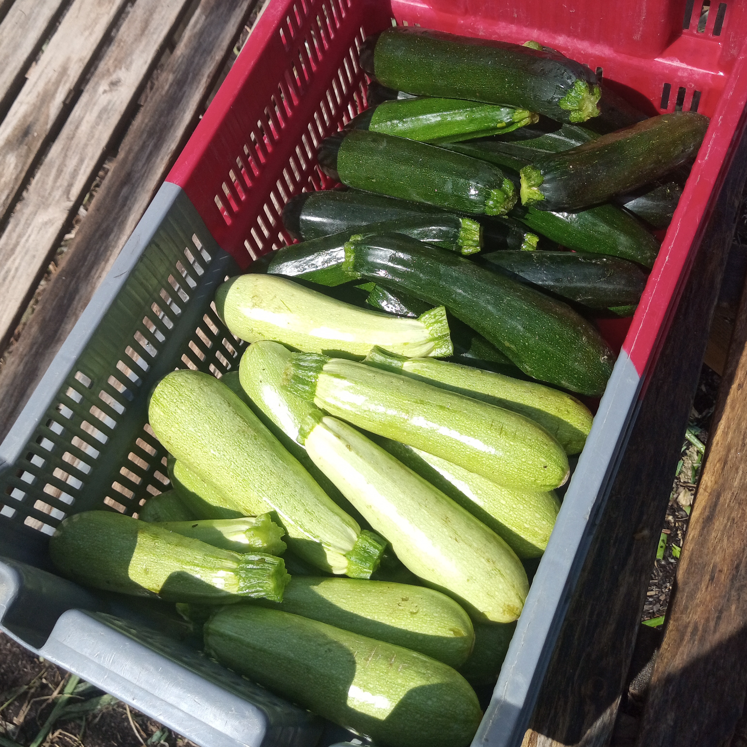 Courgette grisette, jaune et verte / 500g