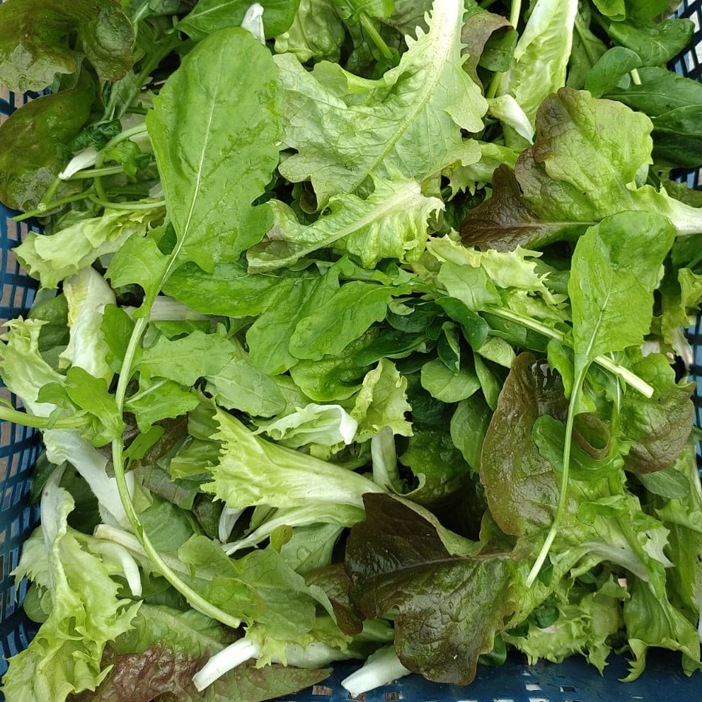 Mesclun