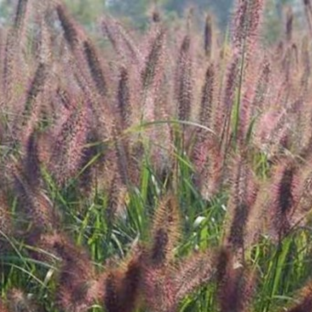 Pennisetum alopecuroides ‘Red Head’