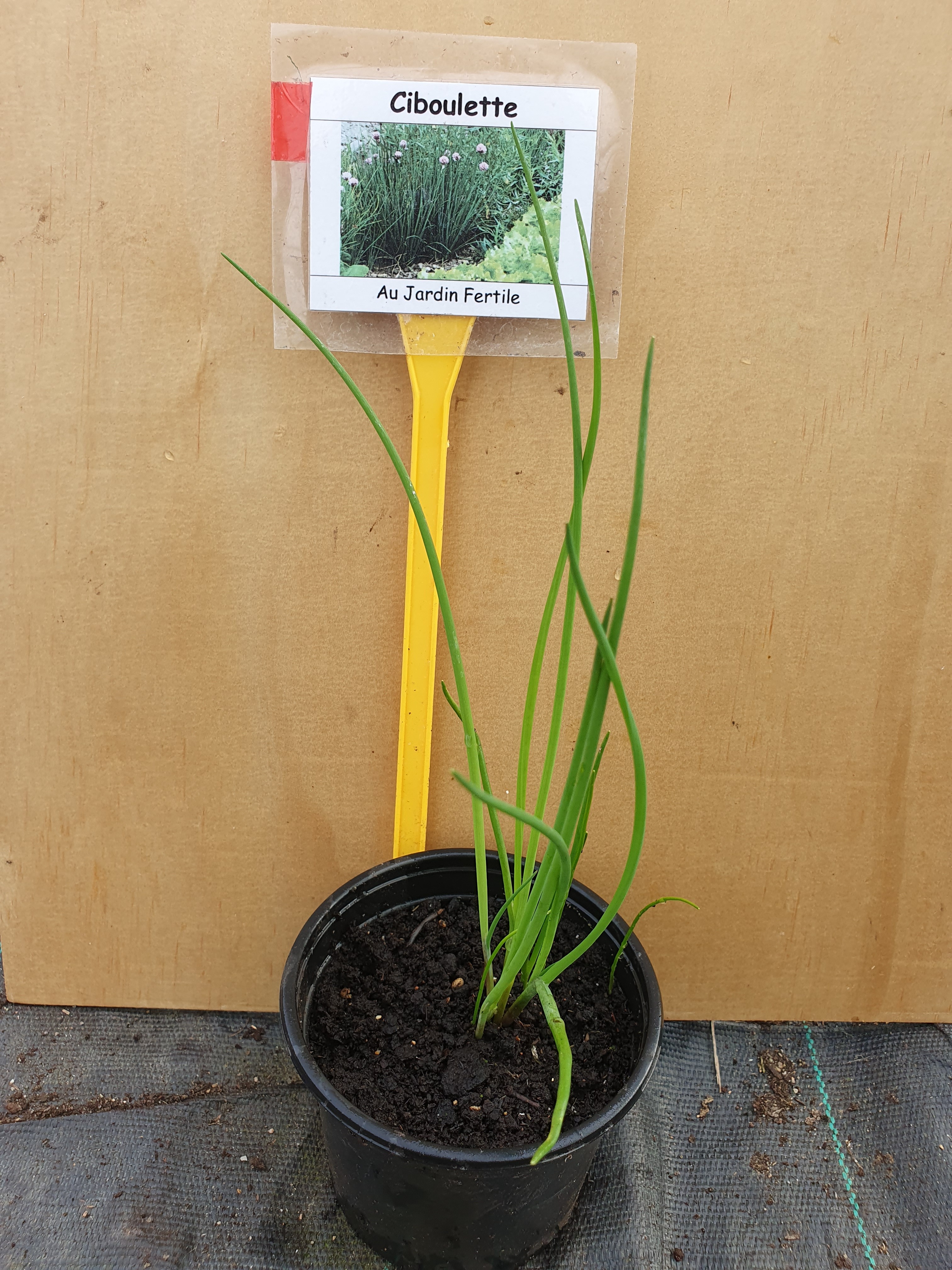 Plant Ciboulette pot