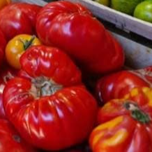 Tomate cotelée