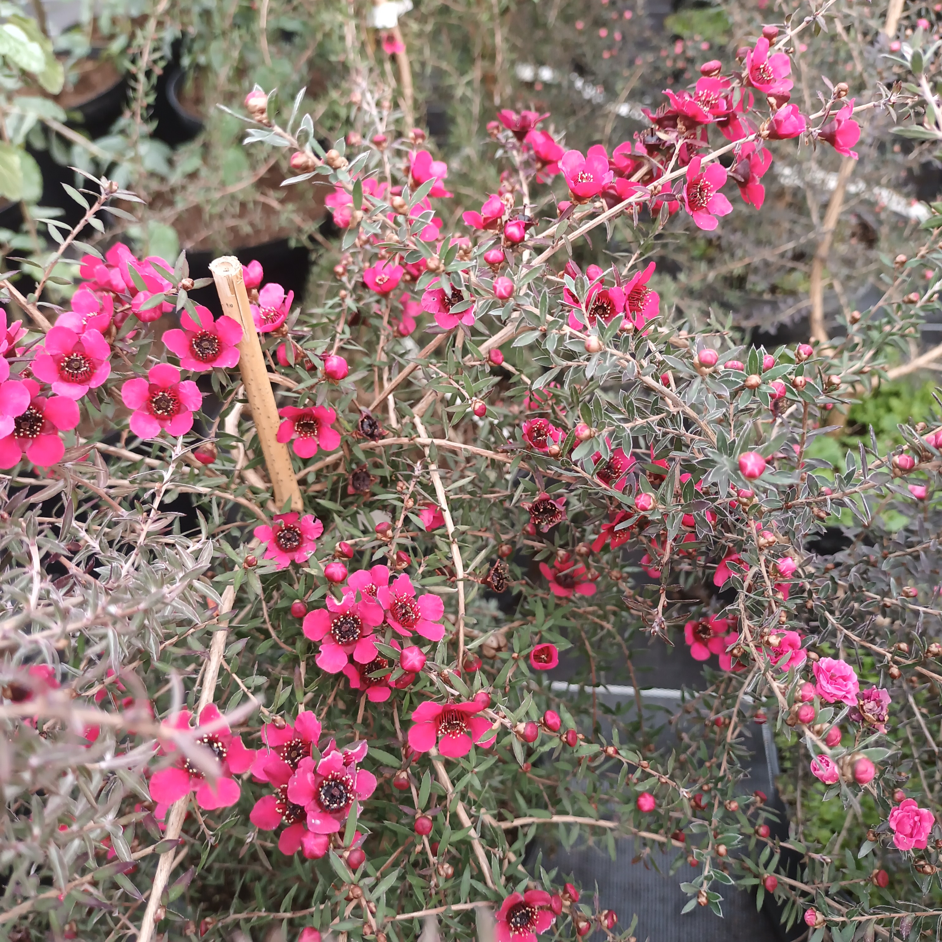 Leptospernum à fleurs rouges, Leptospernum scoparium Red Damask - 3l