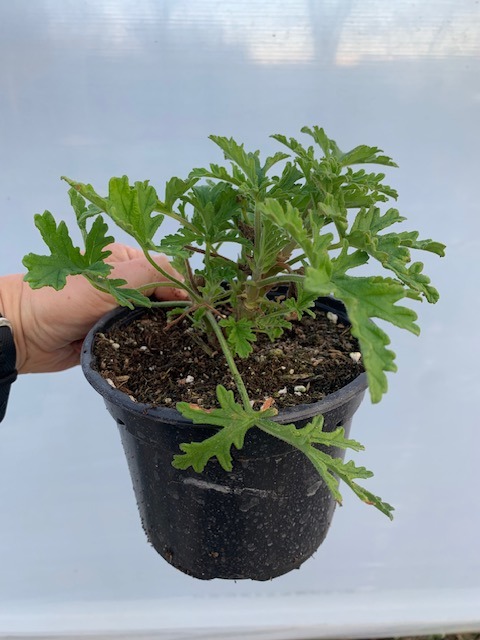 Pelargonium citron - 1l