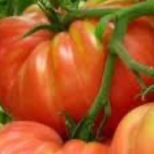 Tomate Marmande