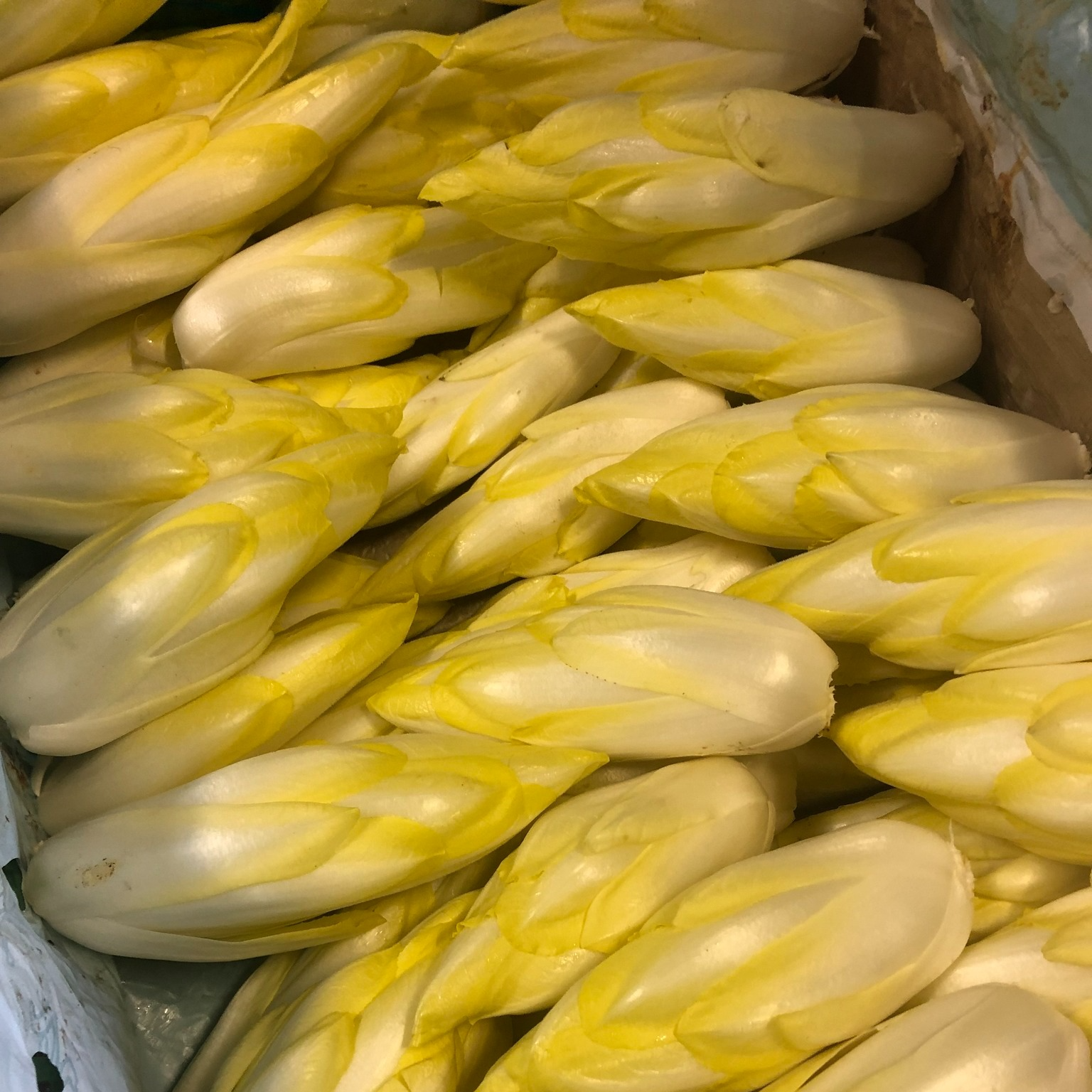 Endive Bio