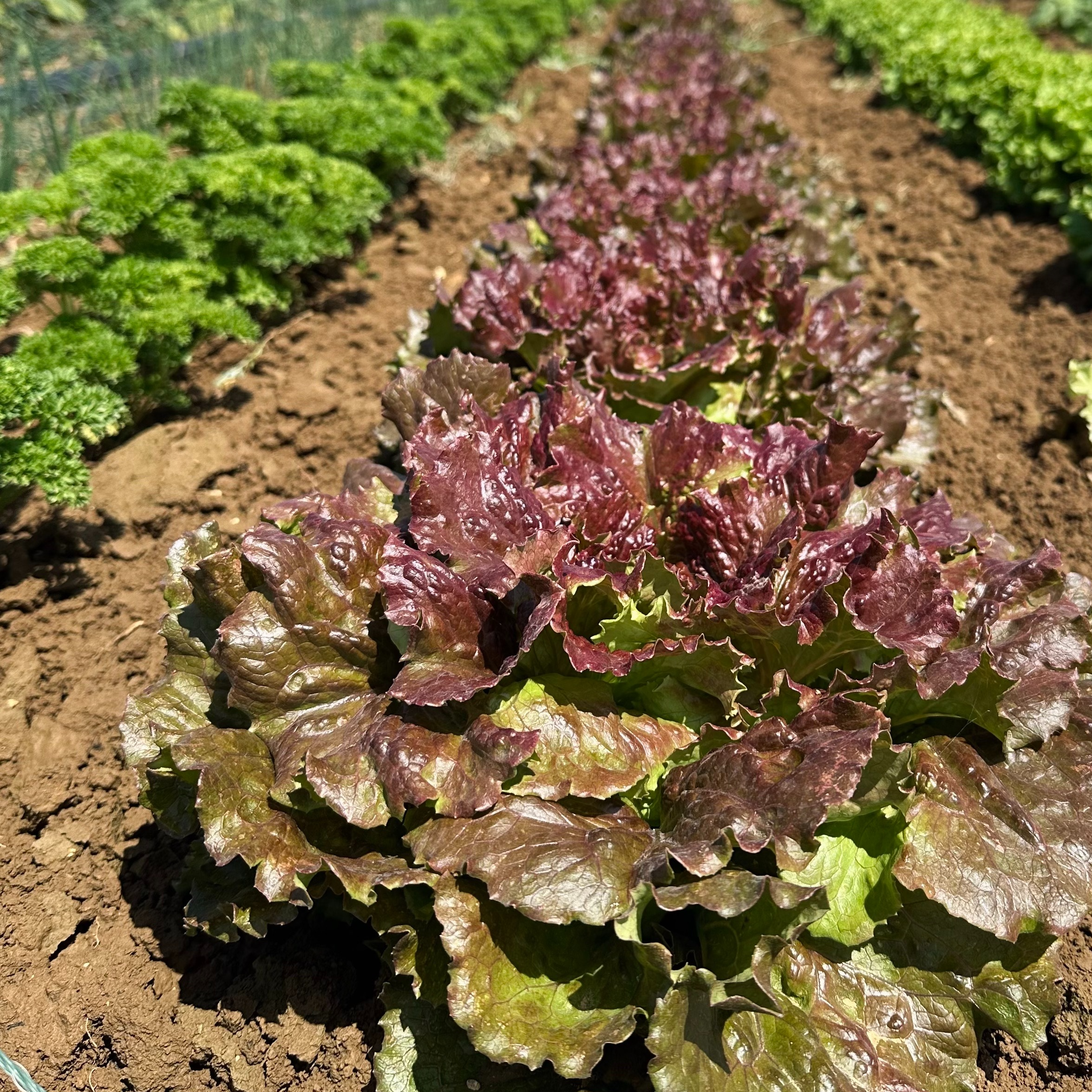 Salade batavia rouge