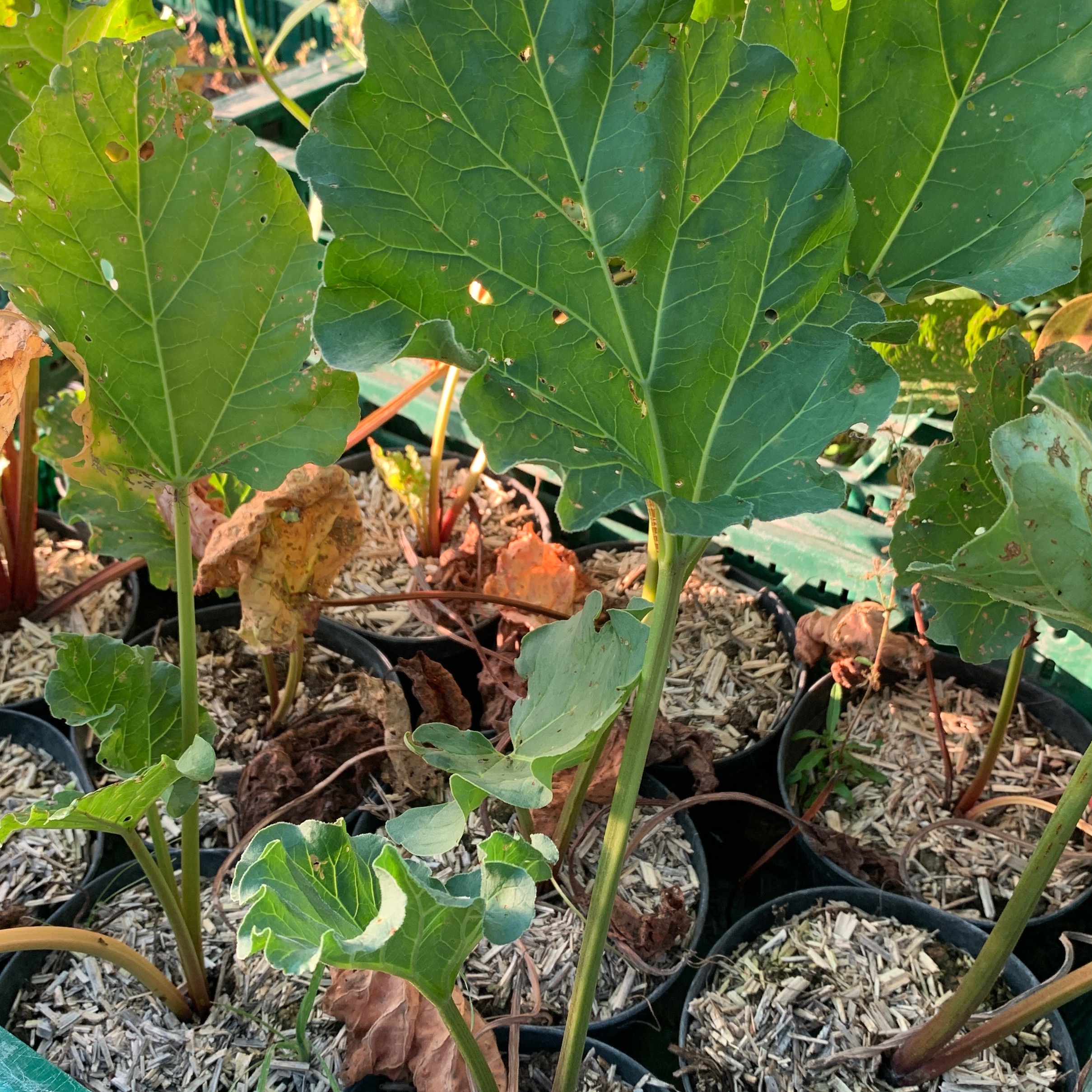 Rhubarbe géante Victoria - pot 1L