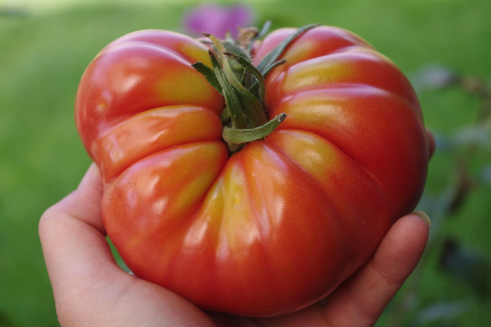 marmande