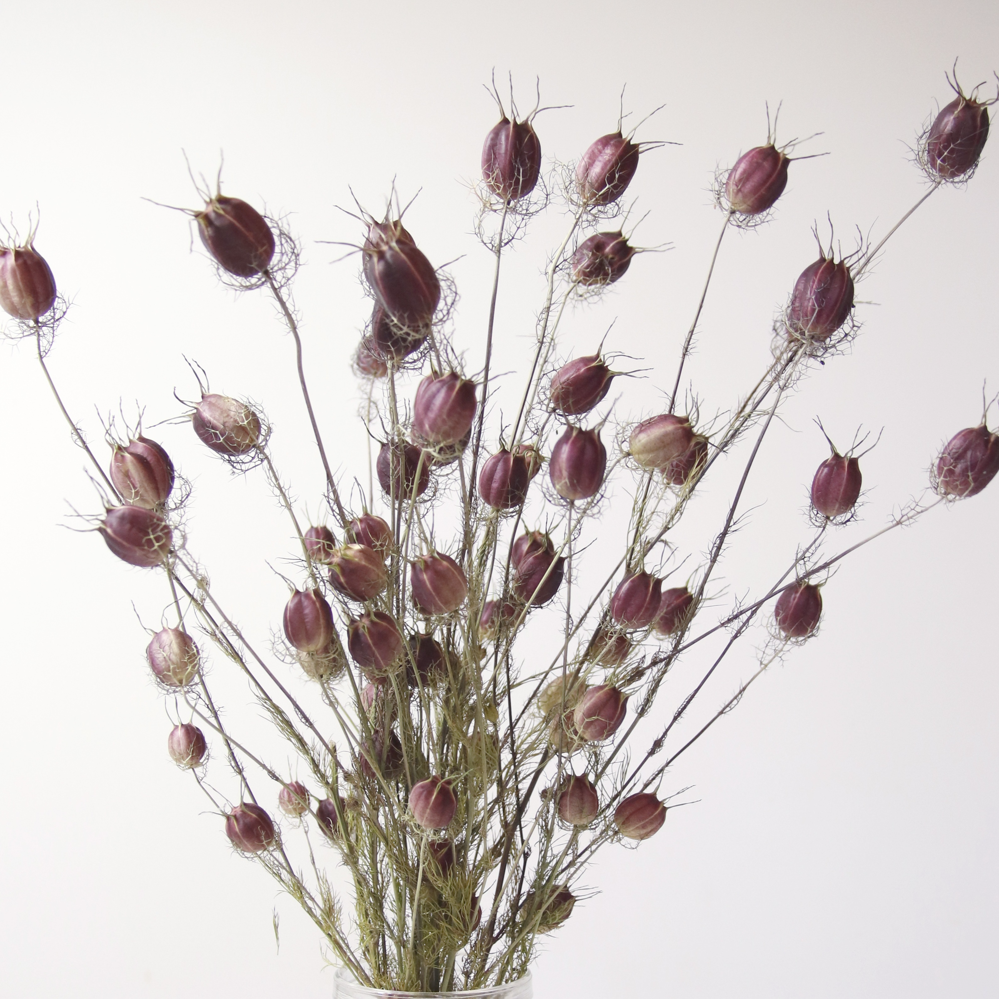 Nigelle Rouge séchée