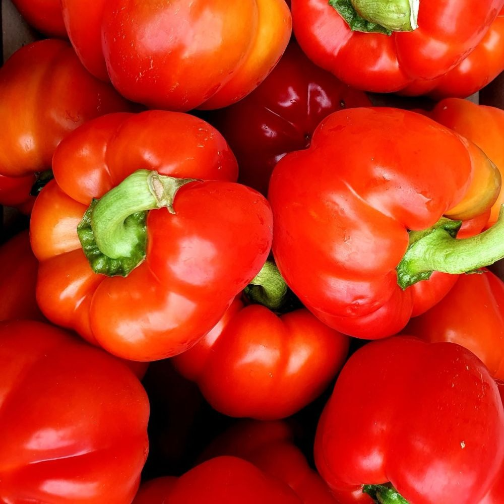 Poivron Rouge (pièce)