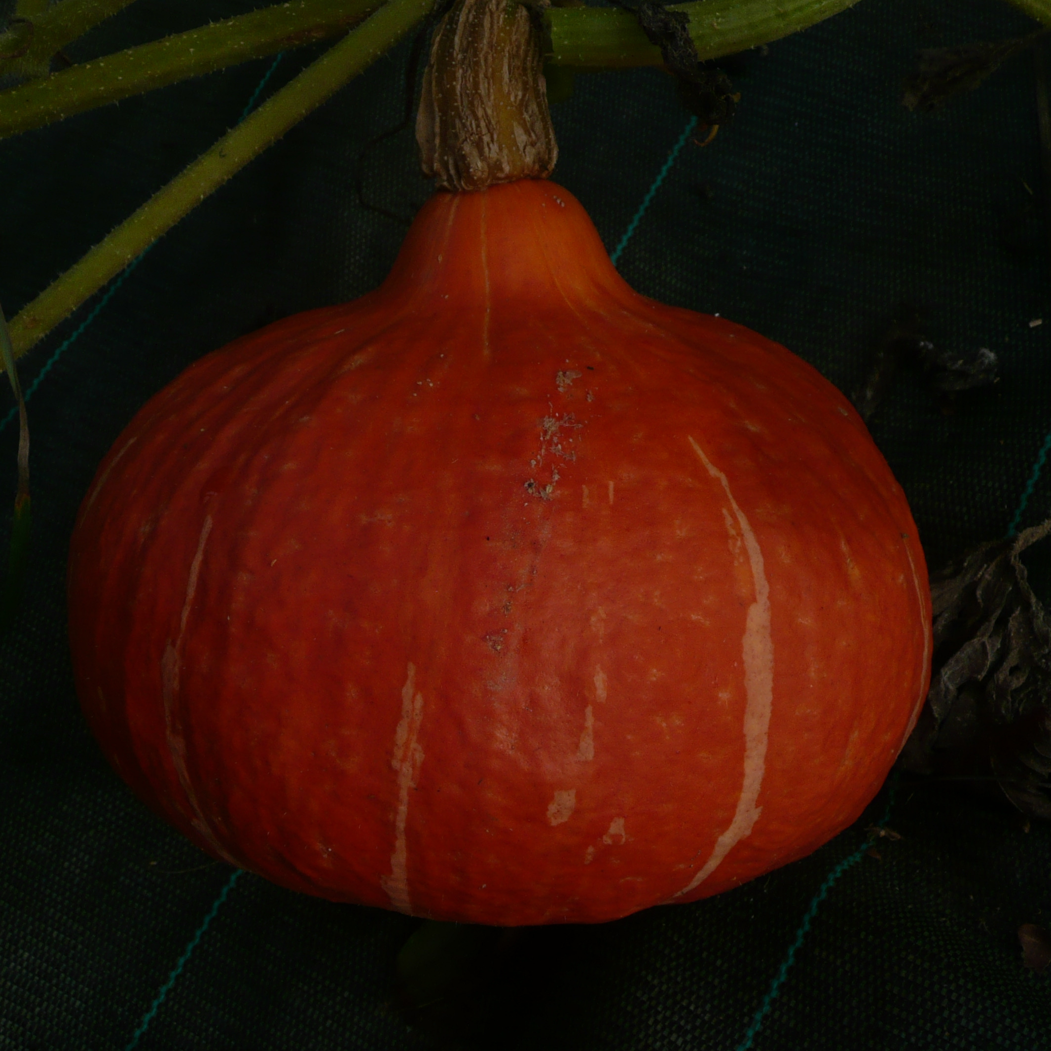 Potimarron 'Red Kuri' - godet 8 cm